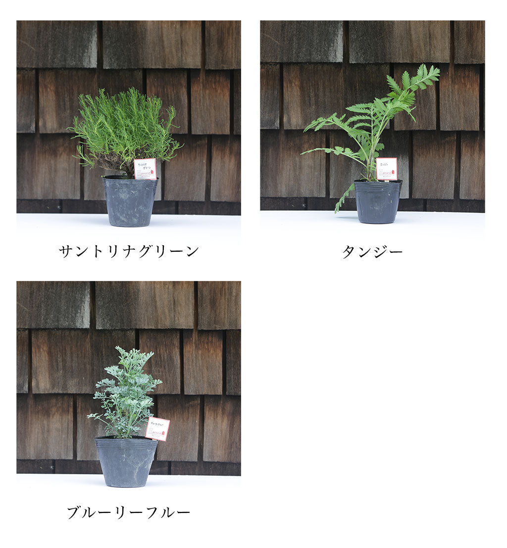 ハーブ寄せ植えセット 虫除け用5苗(税・送料込)