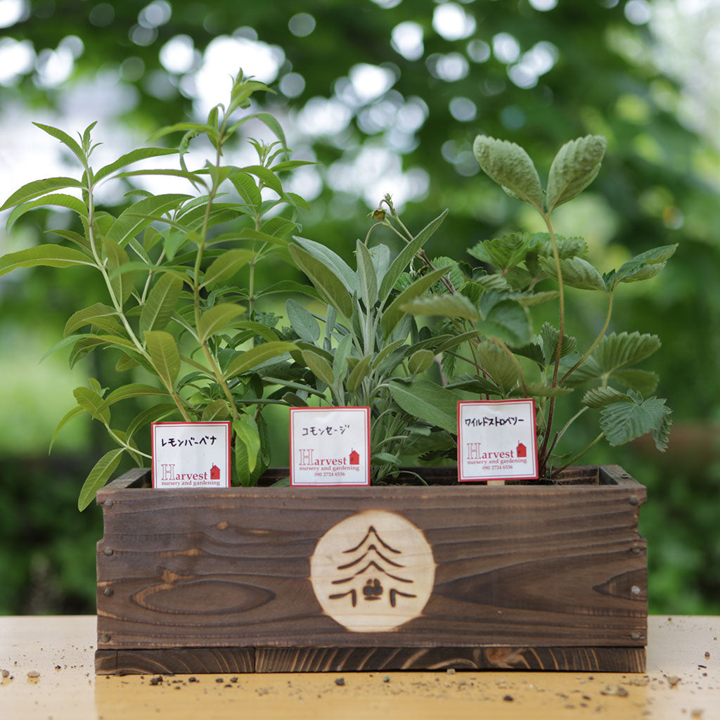 ハーブ寄せ植えセット 料理用3苗(税・送料込)