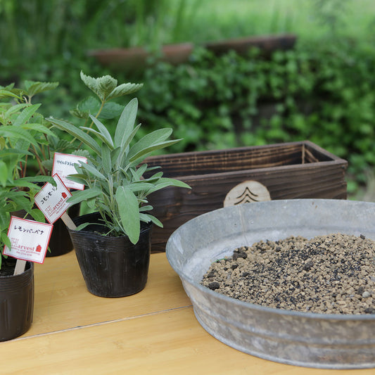ハーブ寄せ植えセット 虫除け用3苗(税・送料込)