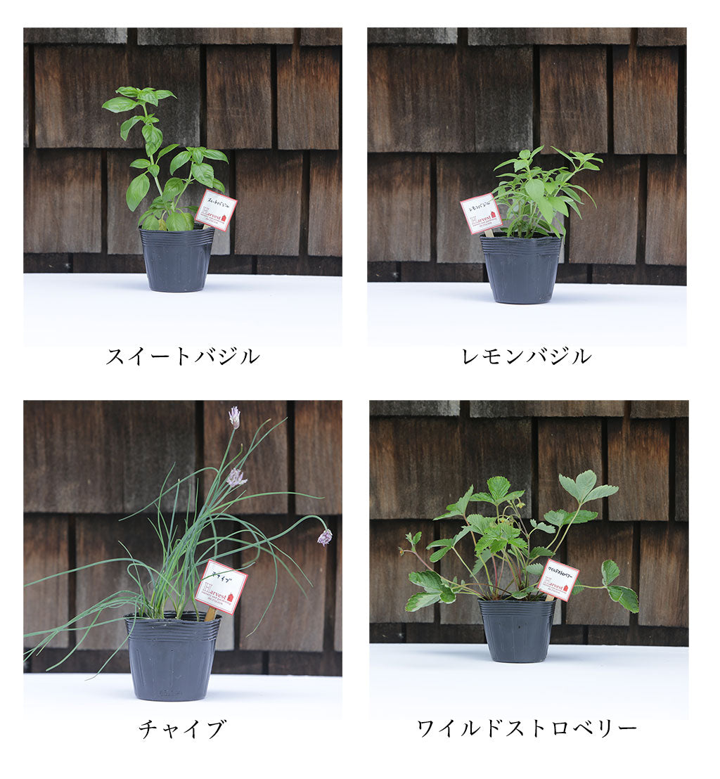 ハーブ寄せ植えセット 料理用3苗(税・送料込)