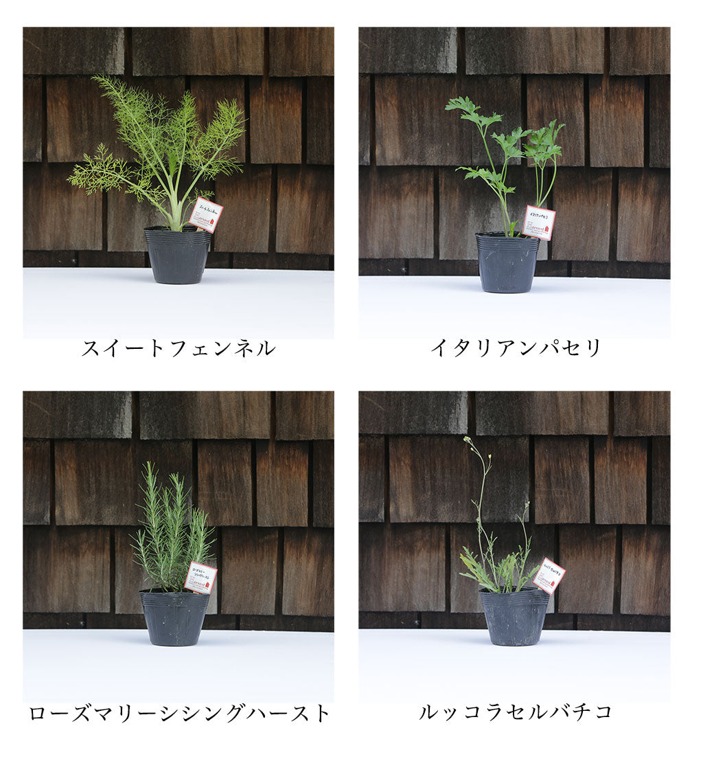 ハーブ寄せ植えセット 料理用5苗(税・送料込)