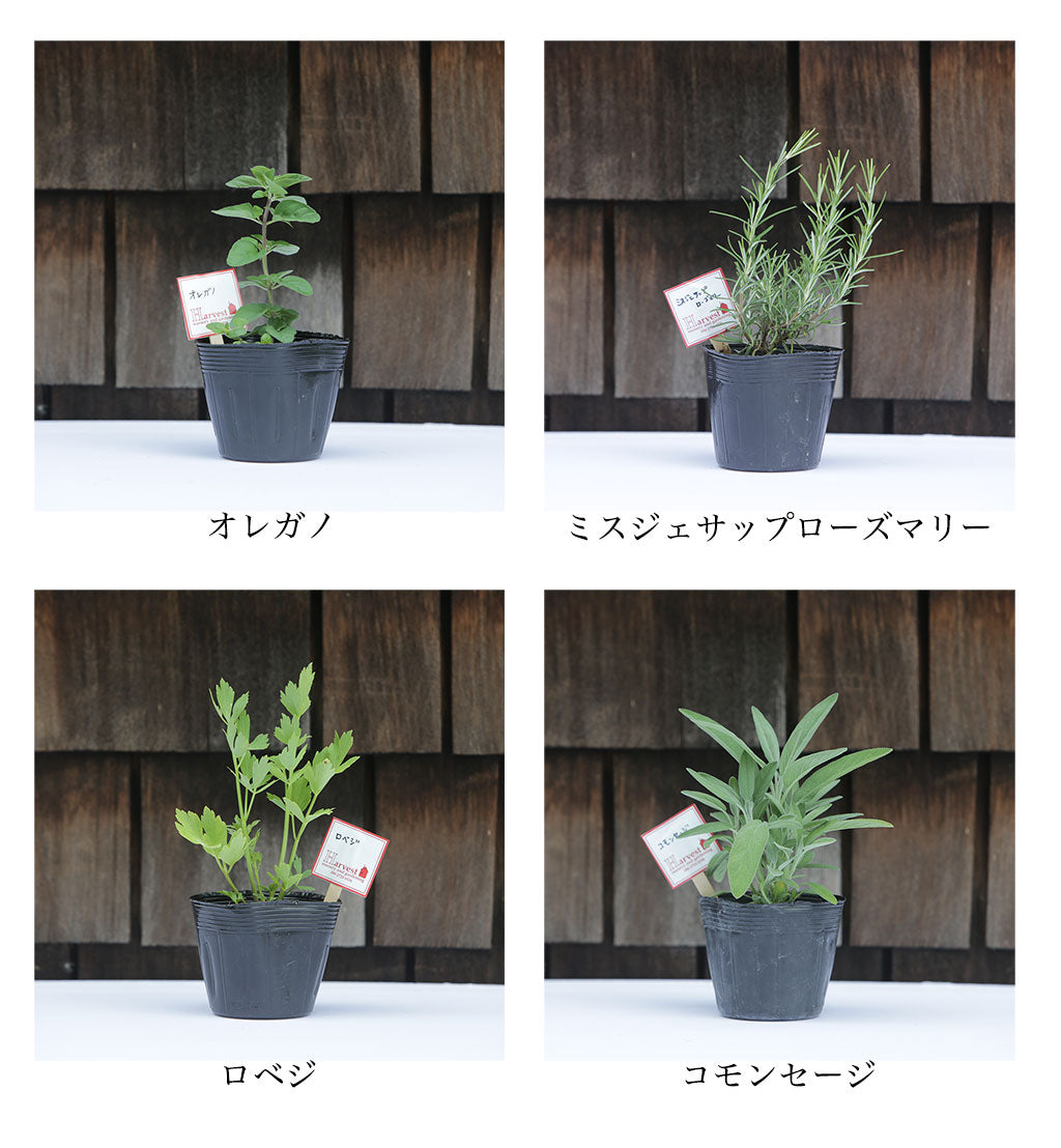 ハーブ寄せ植えセット 料理用5苗(税・送料込)
