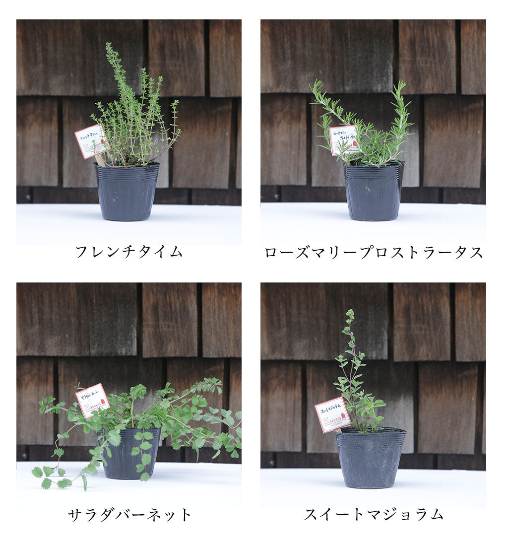 ハーブ寄せ植えセット 料理用5苗(税・送料込)