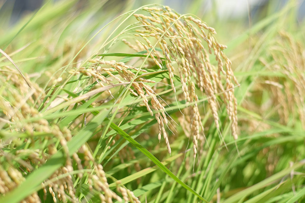 令和８年産　土田のお米 ５kg（税・送料込）　玄米