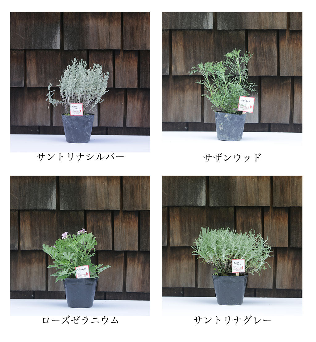 ハーブ寄せ植えセット　虫除け用５苗（税・送料込）